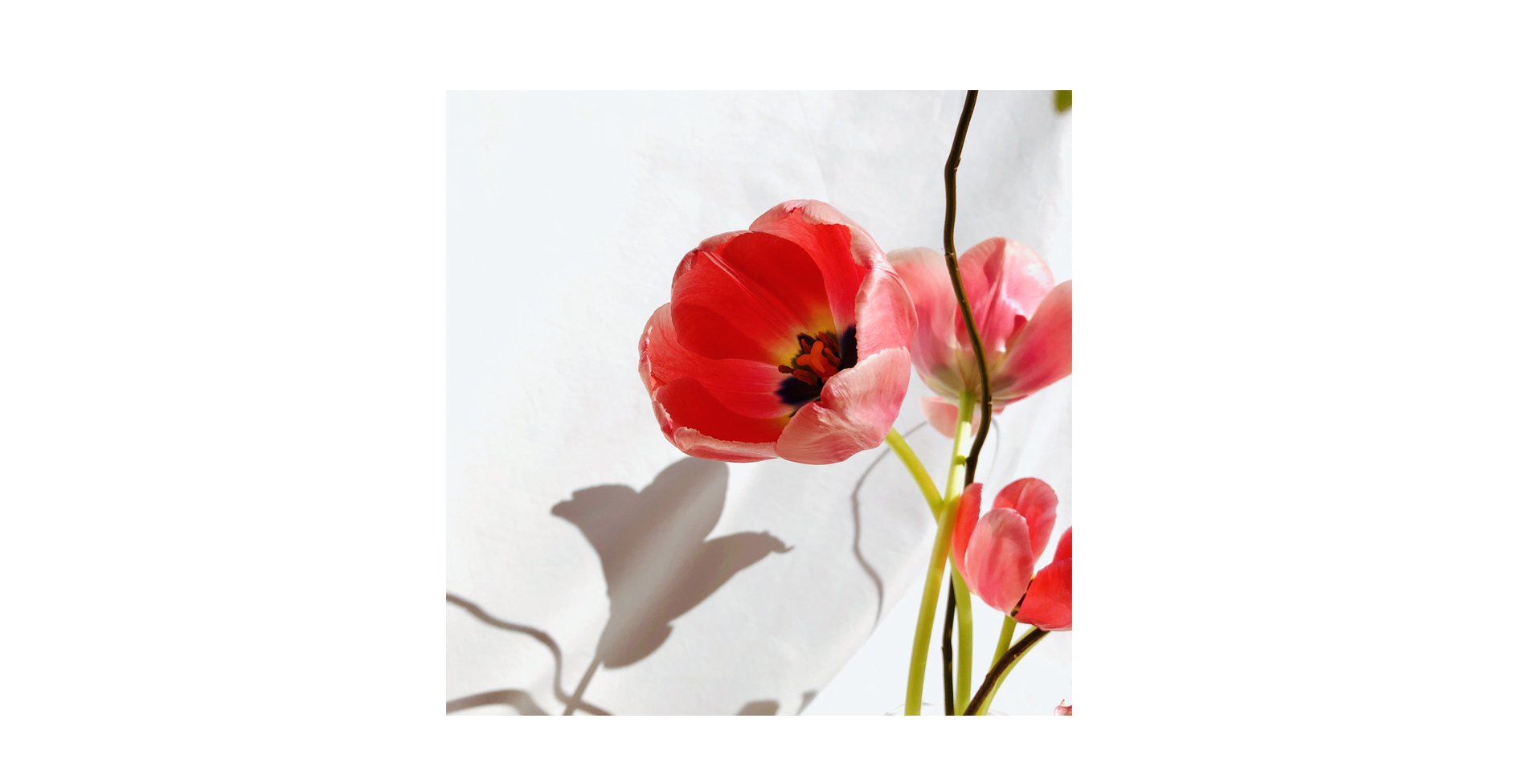 Tulip5.jpg