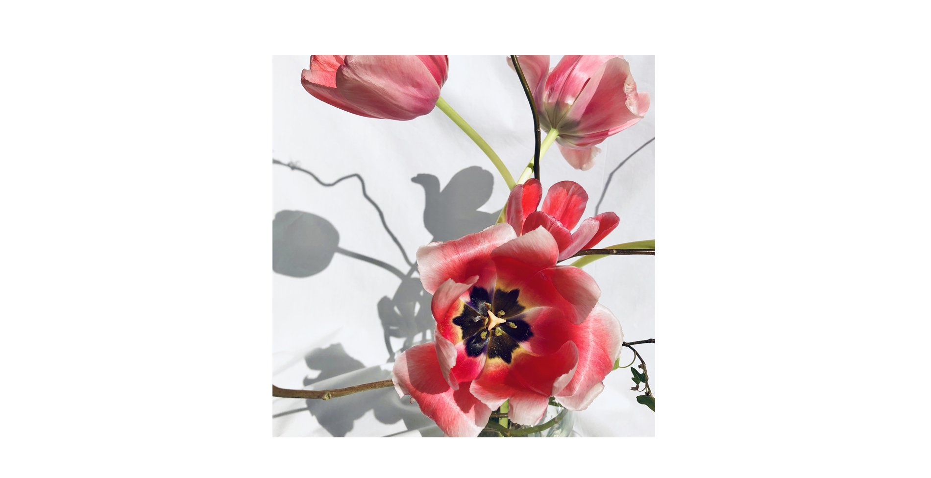 Tulip2.jpg