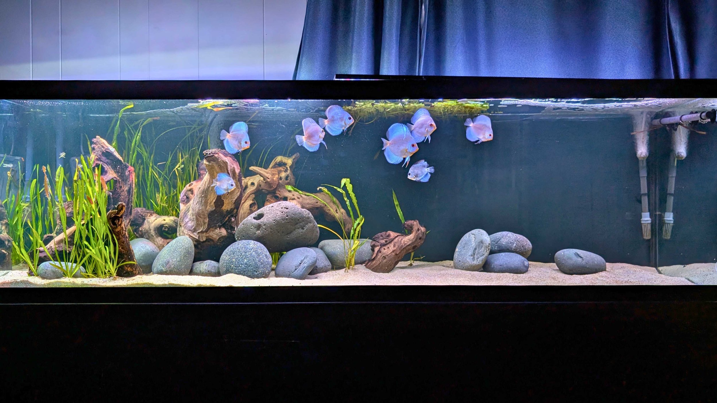 125 gal discus small.jpg