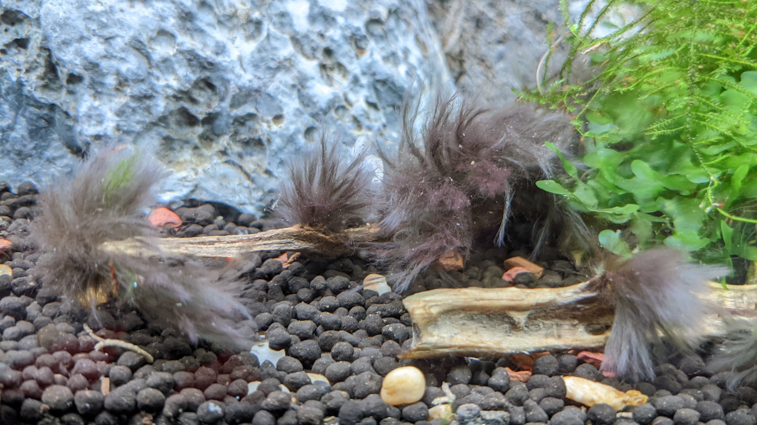 Chemical control of black beard algae - Fireplace aquarium