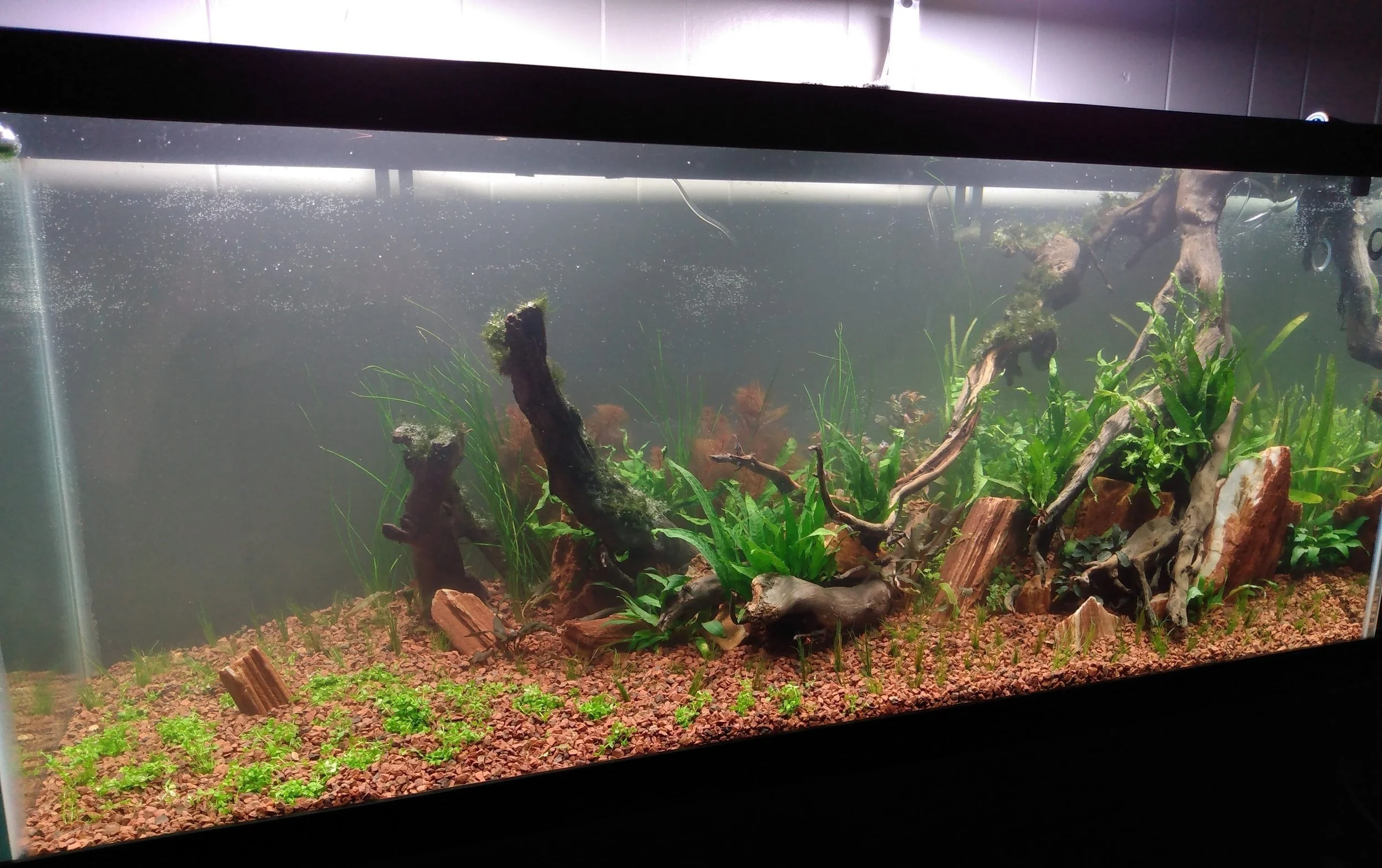 Aquariums — Custom Freshwater Aquariums and Maintenance Northern Colorado