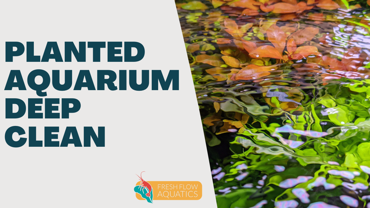 Planted aquarium deep clean in 9 simple steps
