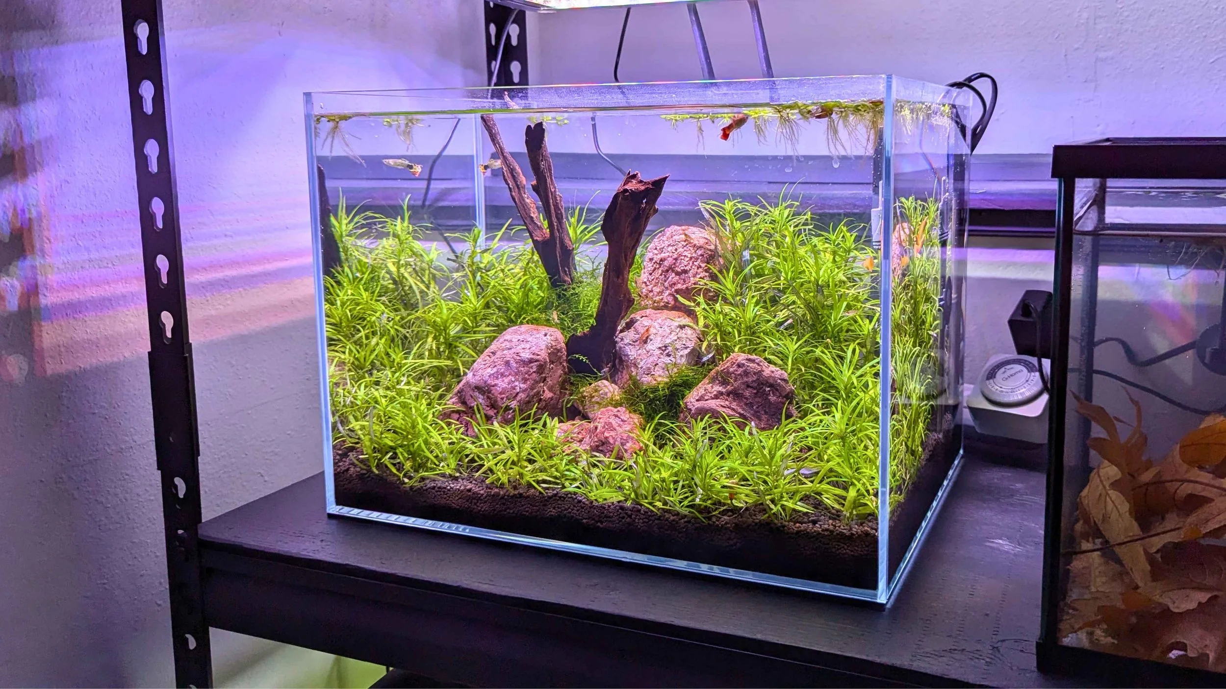 10 gal star grass tank.jpg
