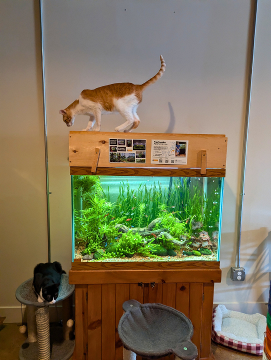 cat cafe vertical.png