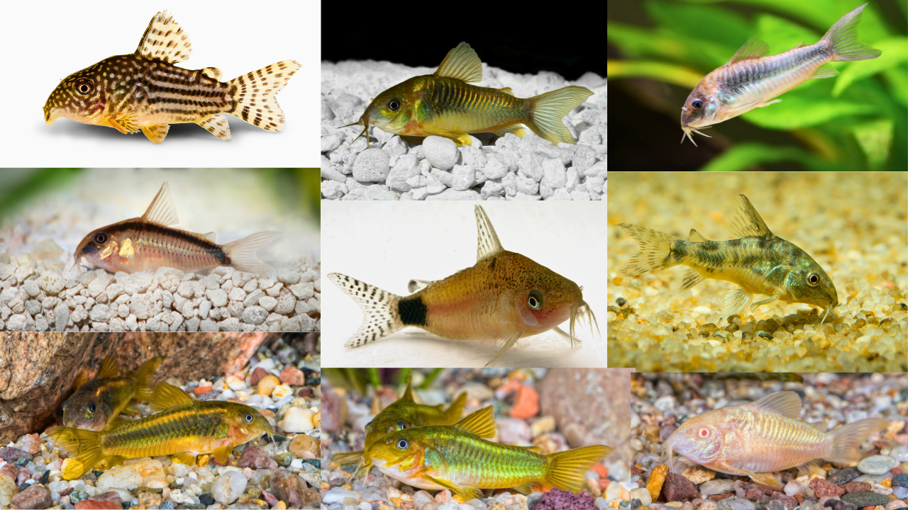 Cory Catfish Care Guide — Custom Freshwater Aquariums and Maintenance ...