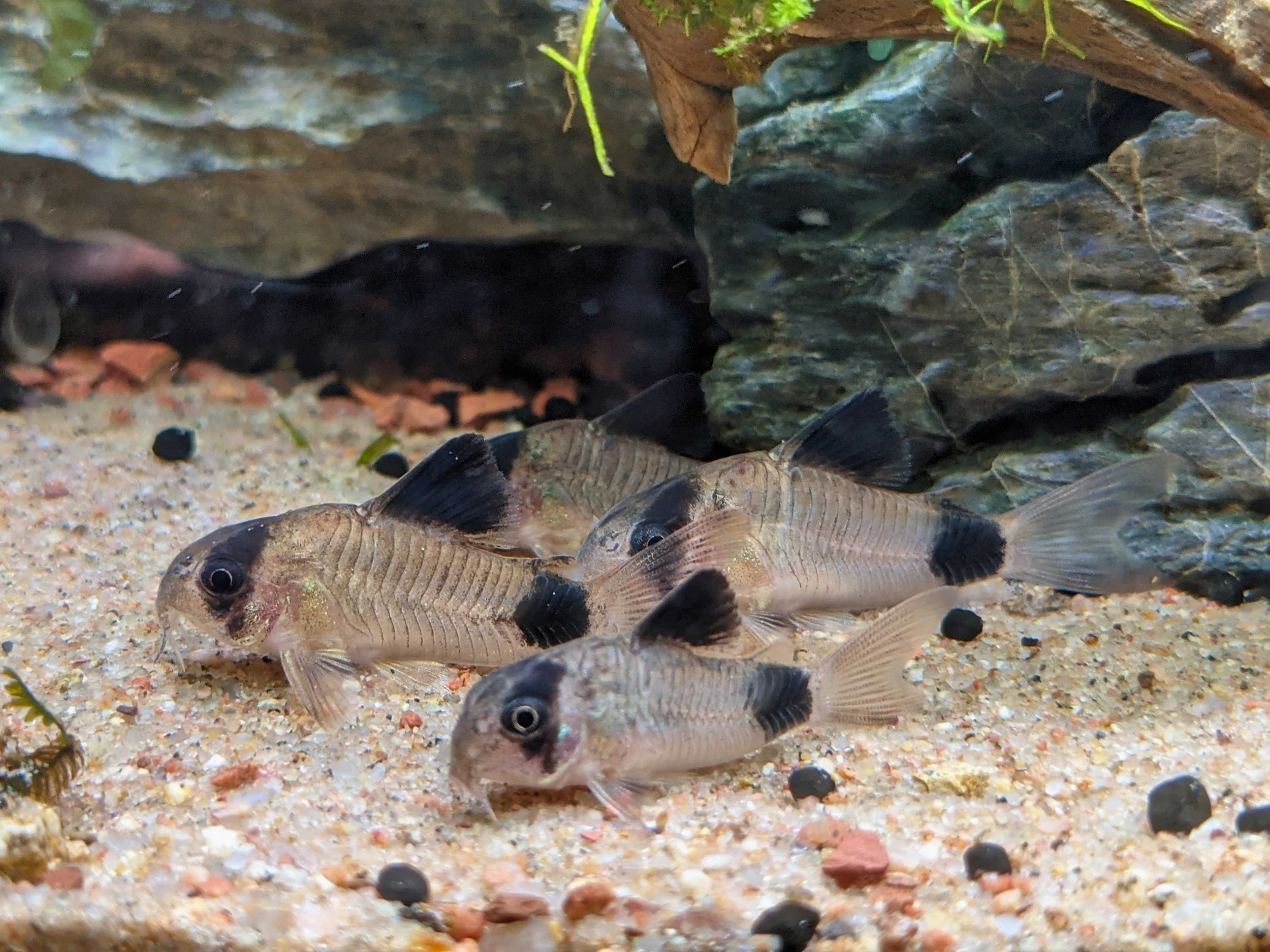panda cories small.jpg