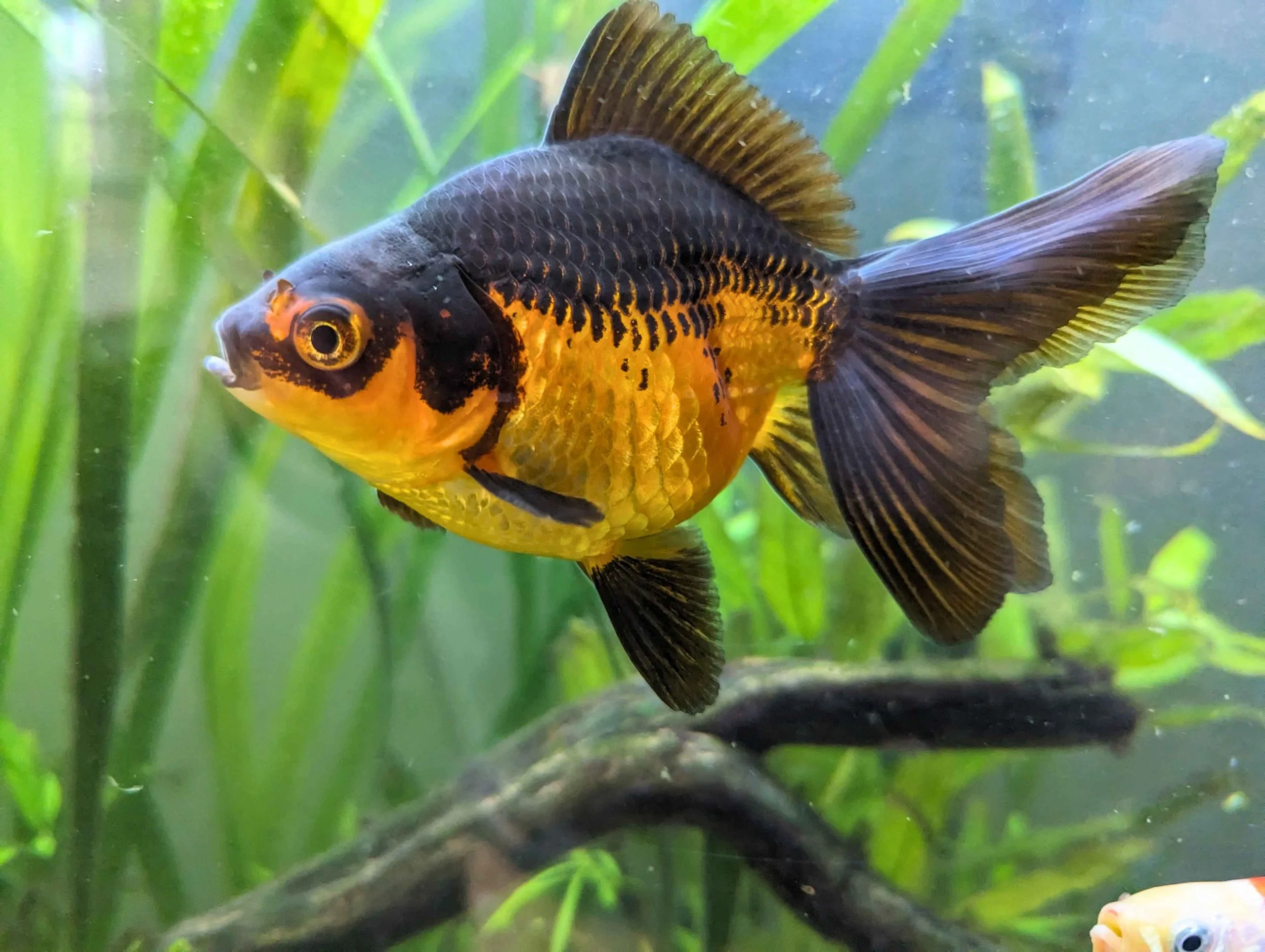goldfish small.jpg
