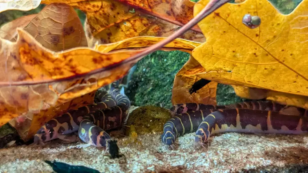 kuhli_loaches_1 (1).webp