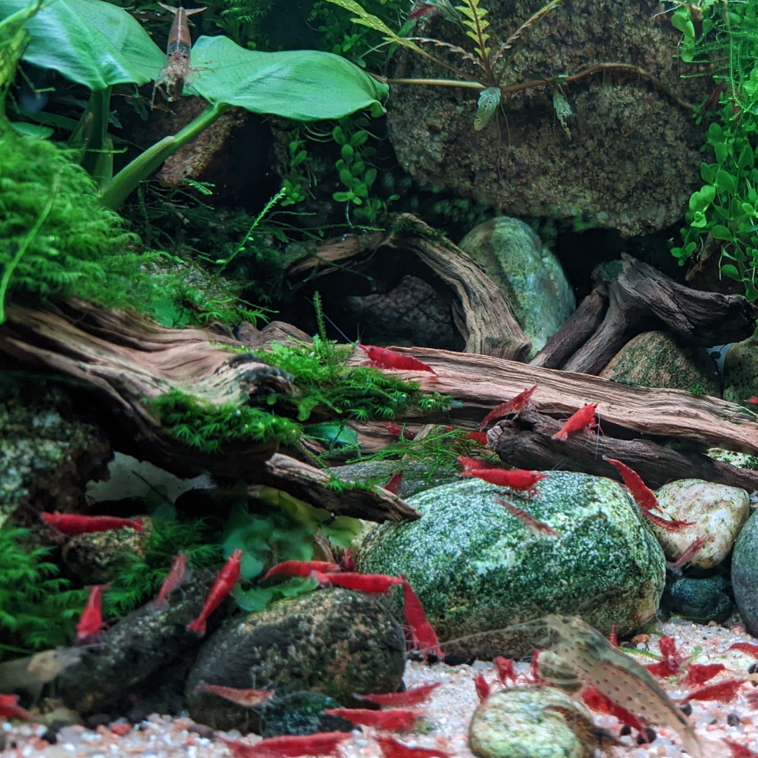 cherry shrimp (1).png