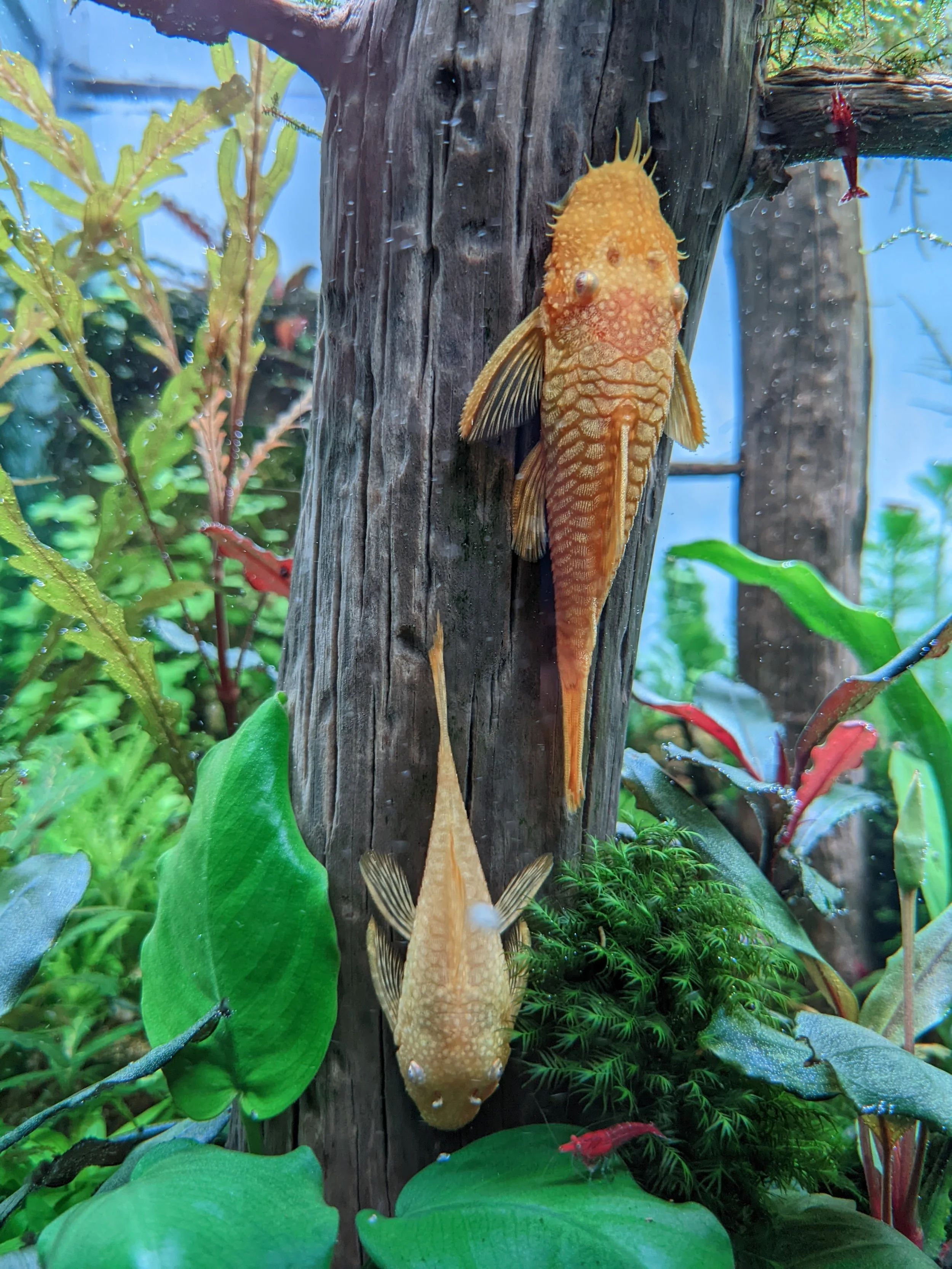 Albino bristlenose plecostomus.jpg