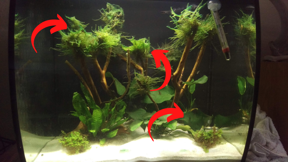 Visual Reference: The 7 Most Common Types Of Algae In A Planted