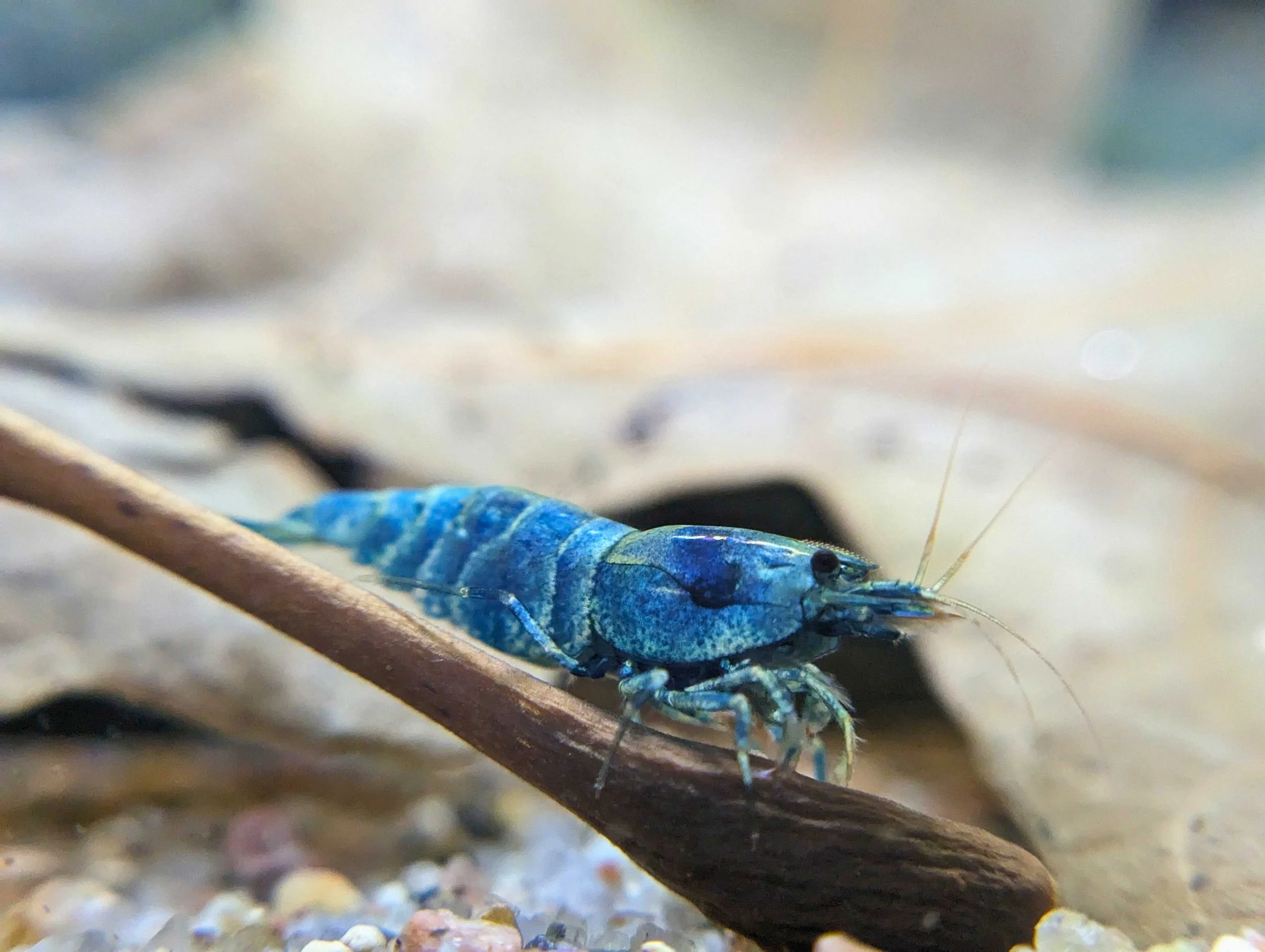 blue bolt small.jpg
