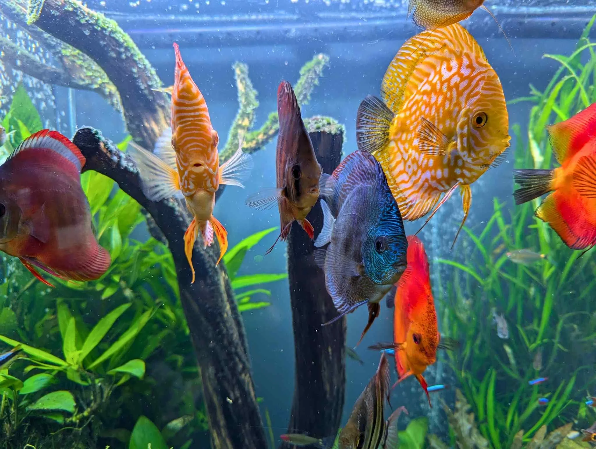 Derek Discus small.jpg