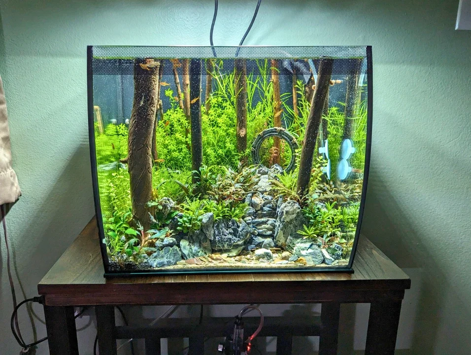 Custom Freshwater Aquariums and Maintenance Northern Colorado
