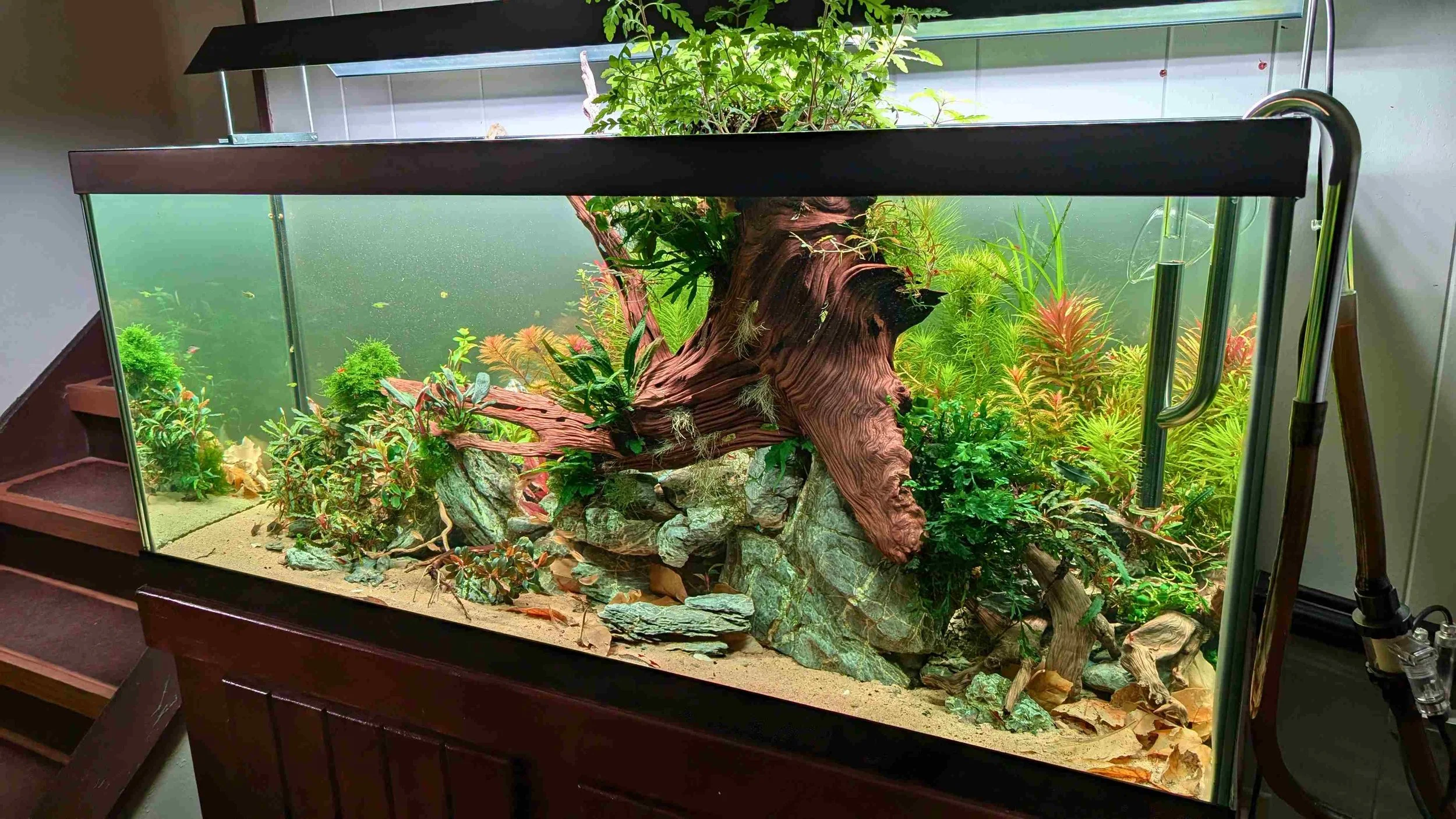 75 gal catfish paradise small.jpg