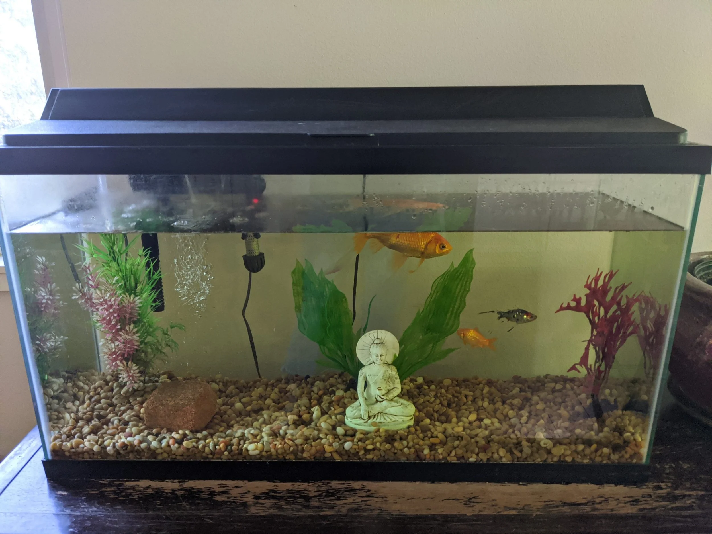 Free Items — Custom Freshwater Aquariums and Maintenance Northern Colorado