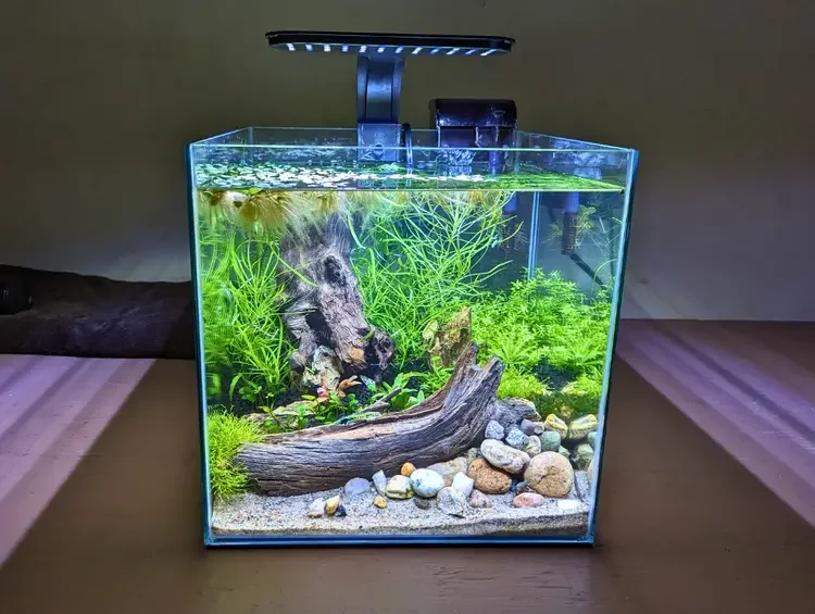 5_gallon_desktop_tank_cube (1).webp