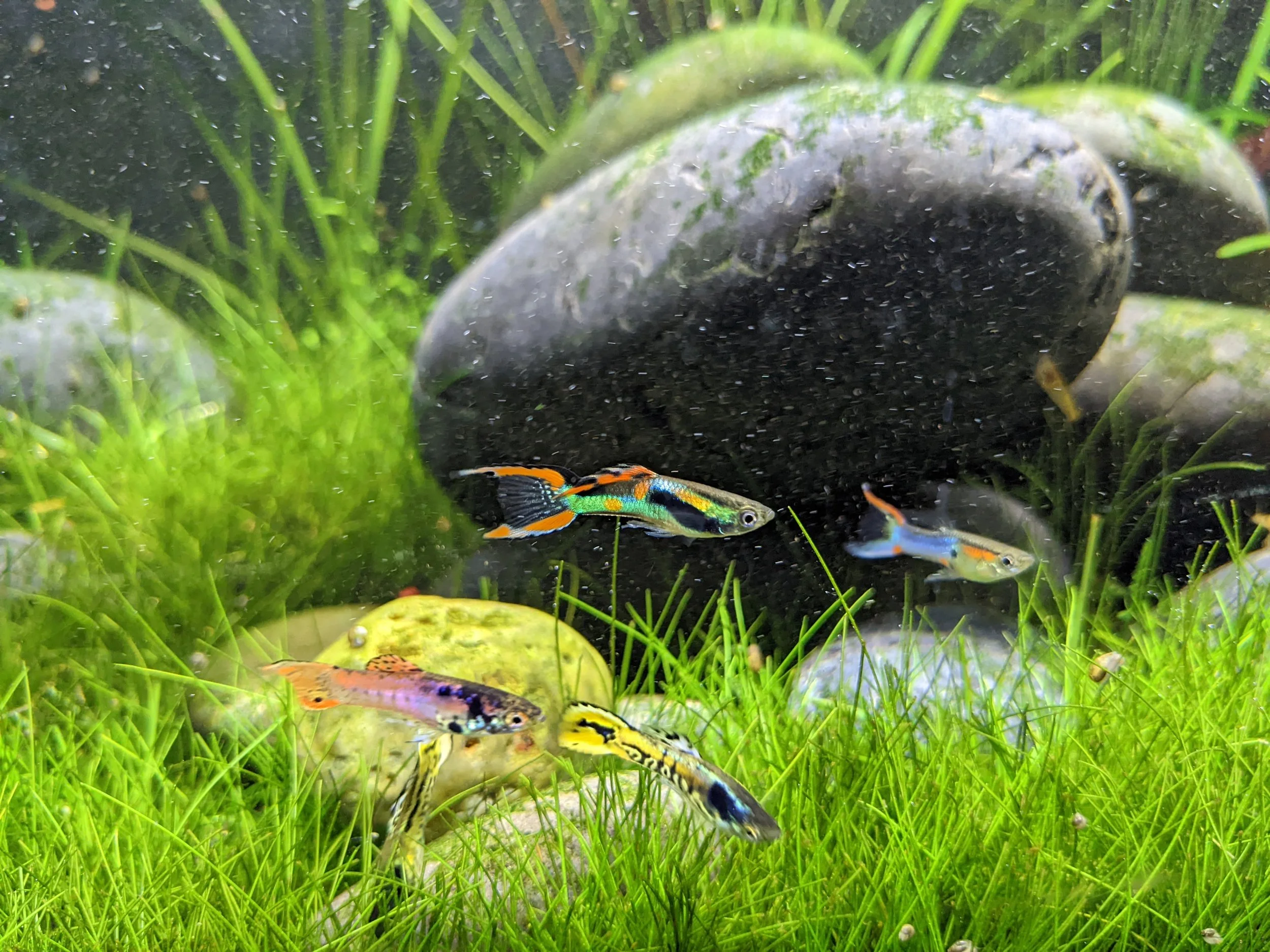 Endler guppies.jpg