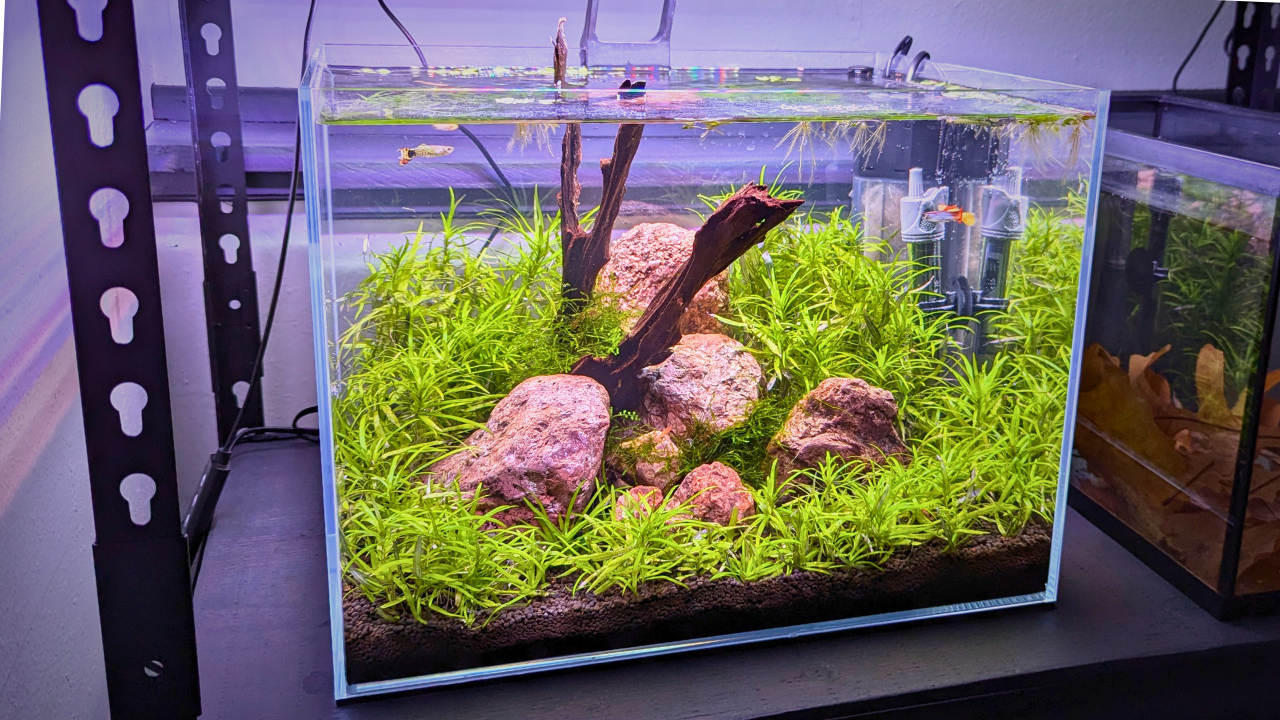 10 gal aquazen.png