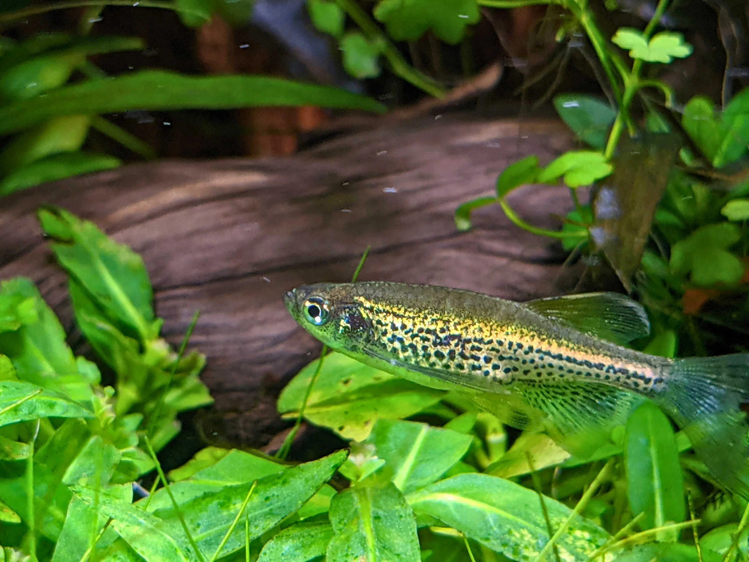 leopard danio small.jpg