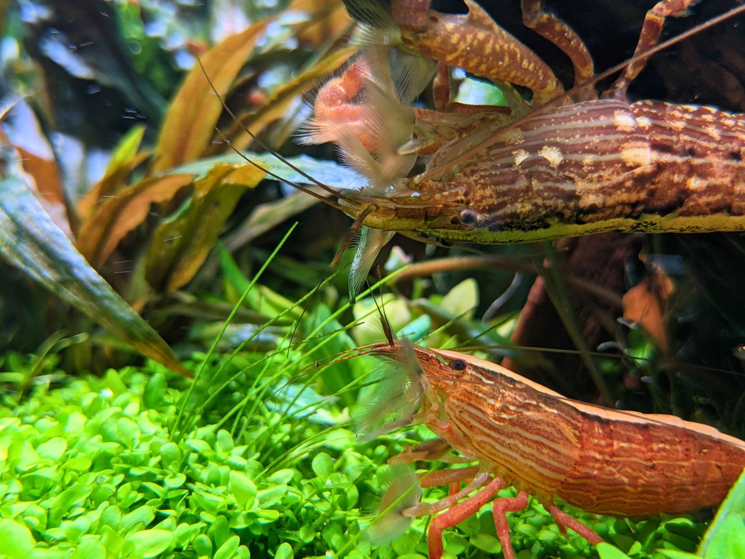 bamboo shrimp small.jpg