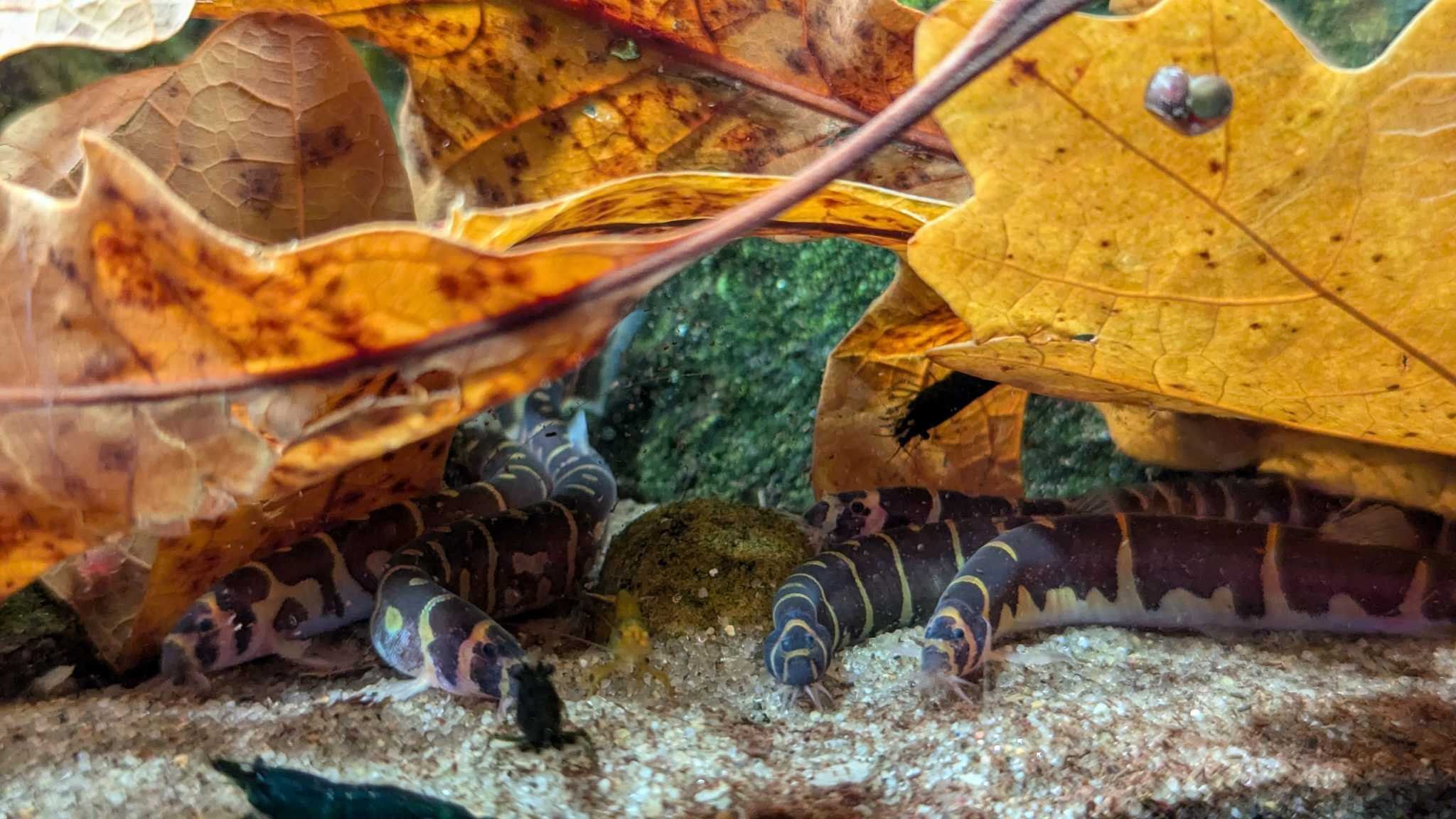 kuhli loaches small.jpg