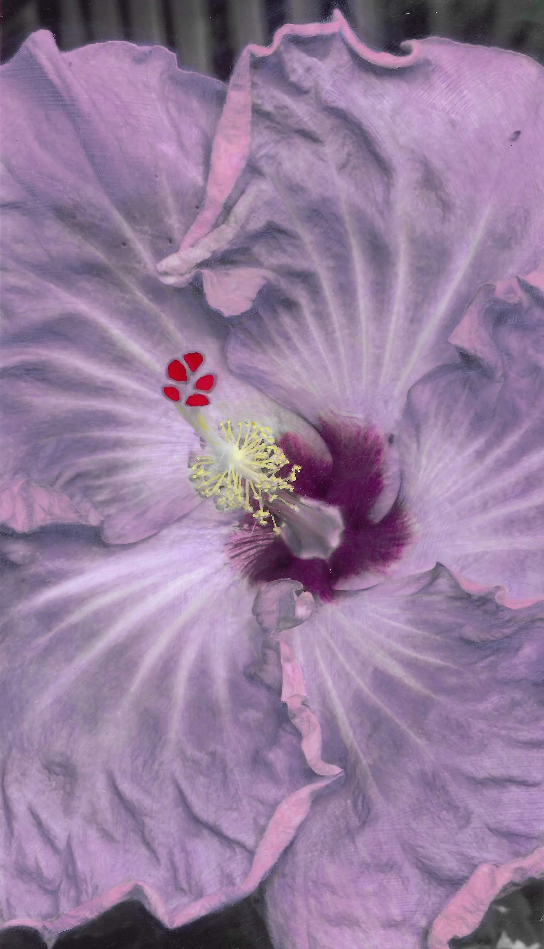 Lilac Hibiscus by Toni Parras.jpeg