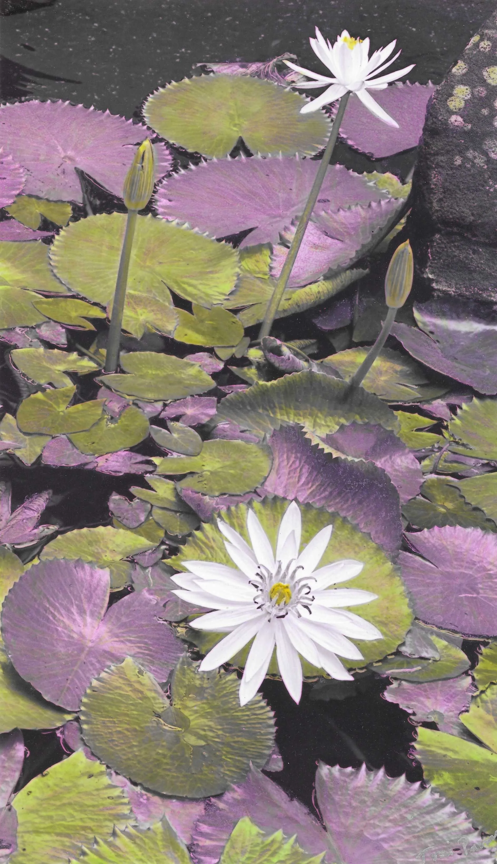 Dreamy Lilies by Toni Parras.jpeg