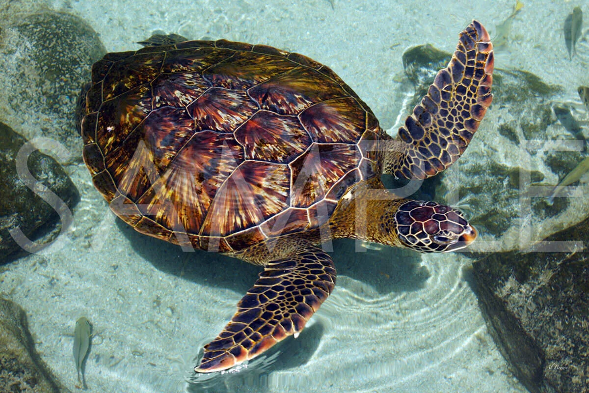 IN THE SHALLOWS A shallow tide pool, the perfect place to catch a quick dip
