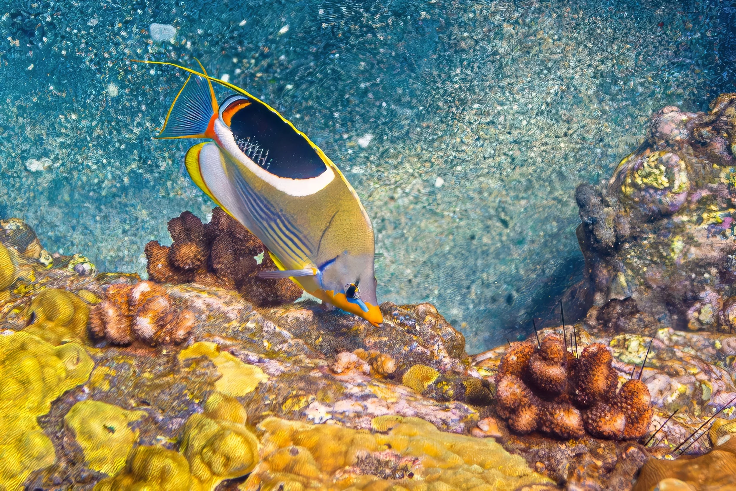 23 Enamel of the Reef S.jpg