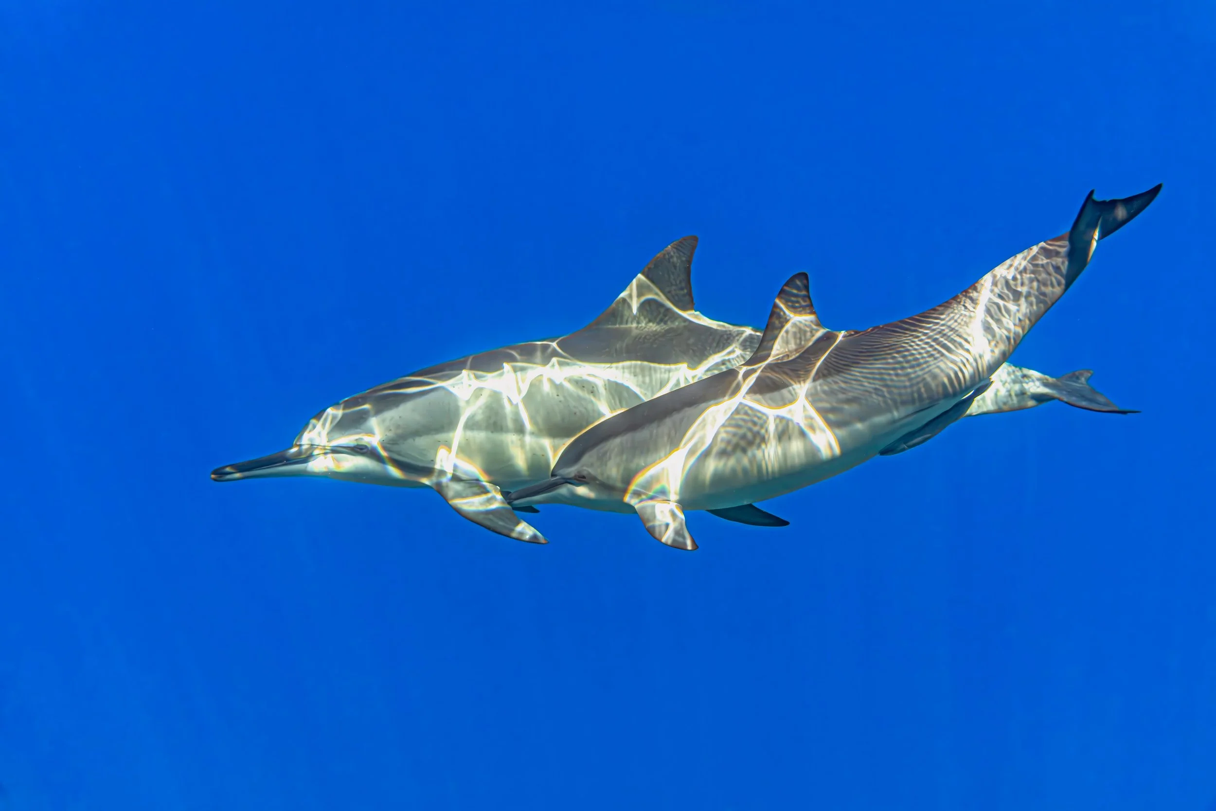 18 Coruscating Synchronicity S.jpg