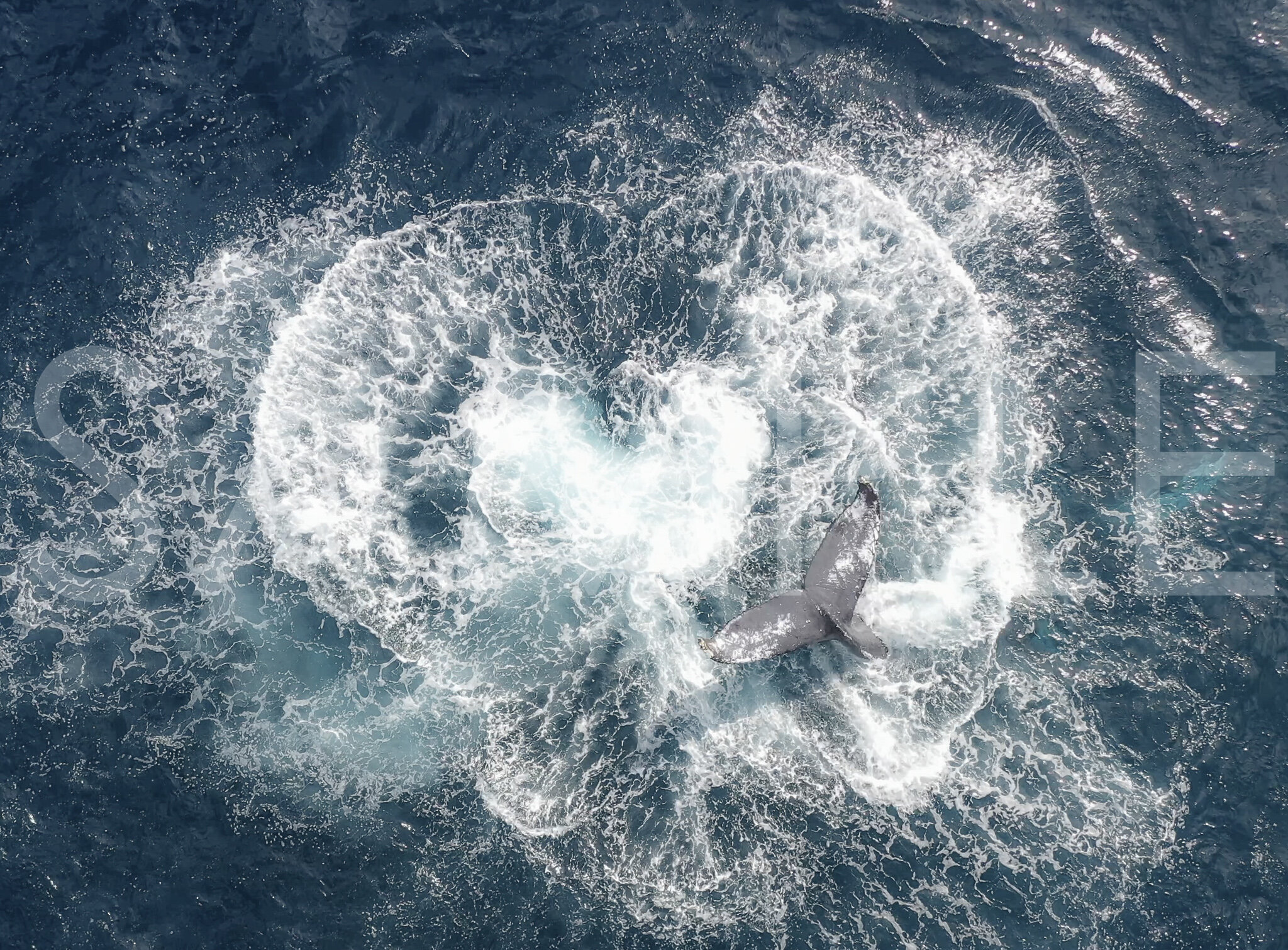 HEART WAKE Magically appeared as mama whale hit her tail on the water
