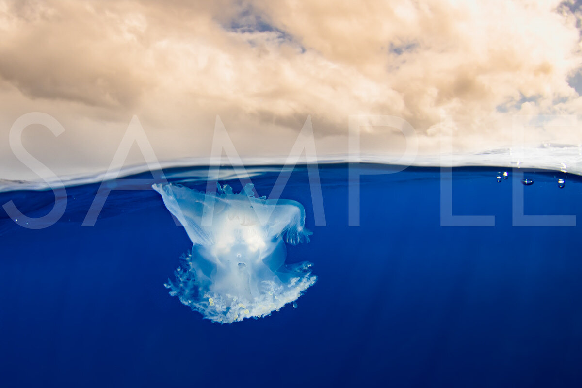 LONELY CROWN The Crown Jellyfish’s amazing translucent/white color stood out in the vast blue that engulfed it. Crowns are one of the few jellyfish humans can touch and not get stung