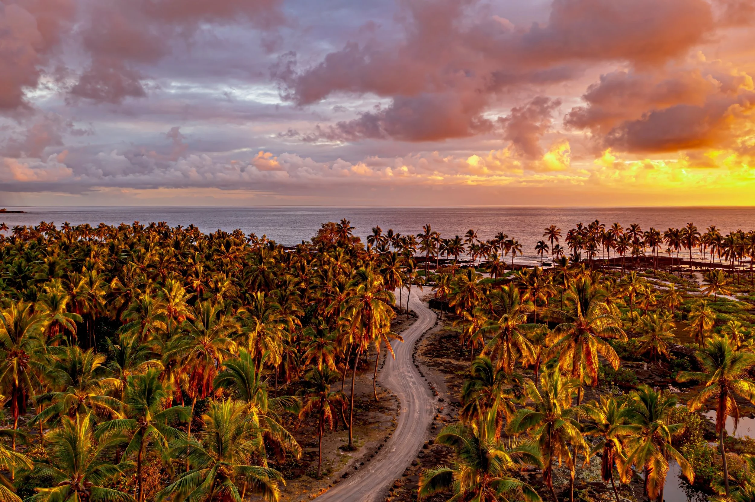 12 Golden Pathway of the Palms S.jpg