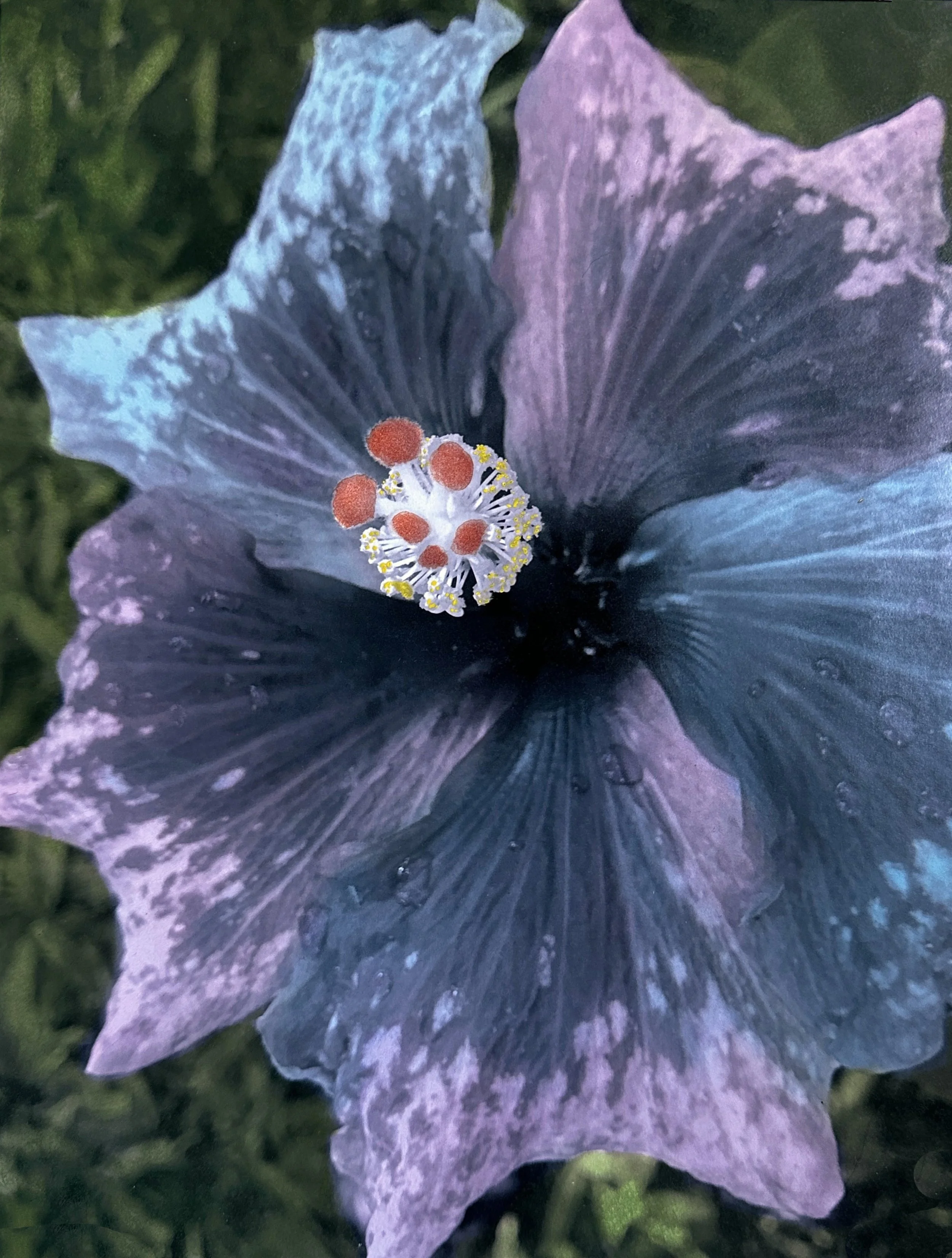 Dual color hibiscus final 5.5mg cropped to fit.jpg