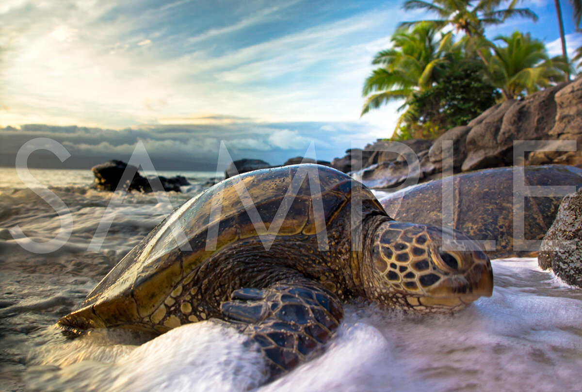 MYSTICAL HONU Seeking answers from the old man in the sea