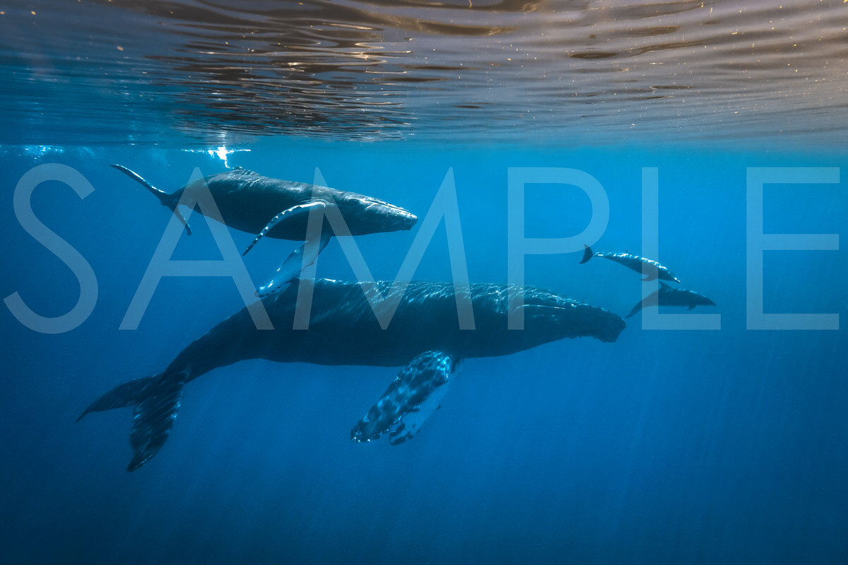 BLACK FISH, BLUE FISH, OLD FISH, NEW FISH I couldn't believe my eyes when this Humpback mother brought her playful calf near me. The baby was so excited to be alive, twirling, surfacing, diving