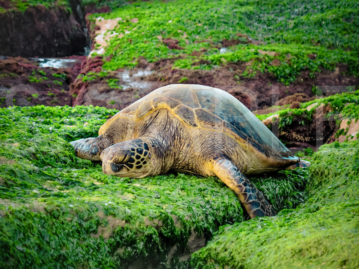 EASY LIKE SUNDAY MORNING Not a care in the world, this honu takes a nap on a soft bed of seagrass on the north shore of Oahu
