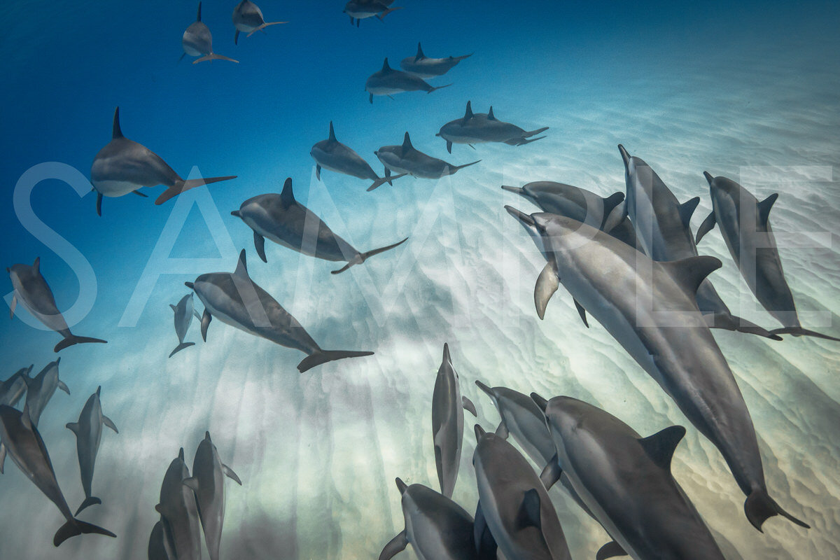 TEACHING AND LEARNING Hawaiian Spinner Dolphins are very communal. They do everything together, including raising their young. I was very thankful and fortunate that they decided to let me into the pod on this morning