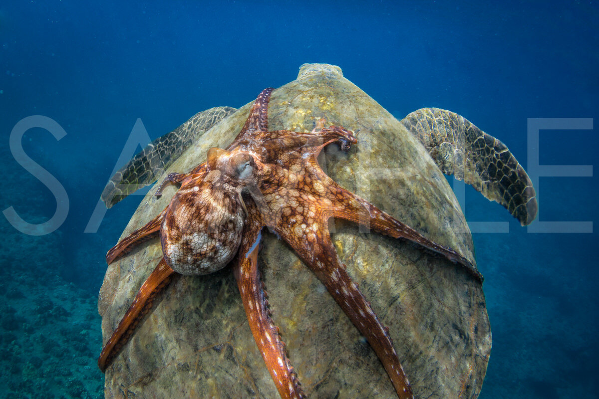 TURTLE BACK RIDE The thing that draws me to the ocean the most is that I literally never know what I’m going to come across on any given day. I count myself extremely fortunate to have been in the right place at the right time to capture this image.