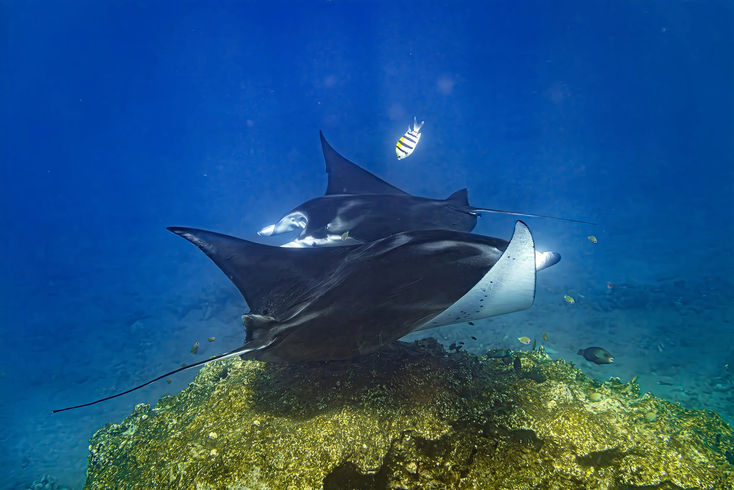 21 Hahalua Duet S.jpg
