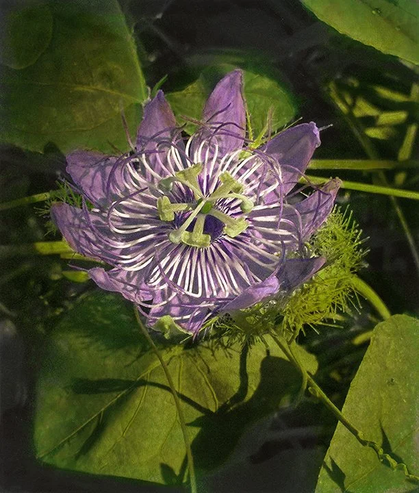 Purple Passion Toni Parras.jpg