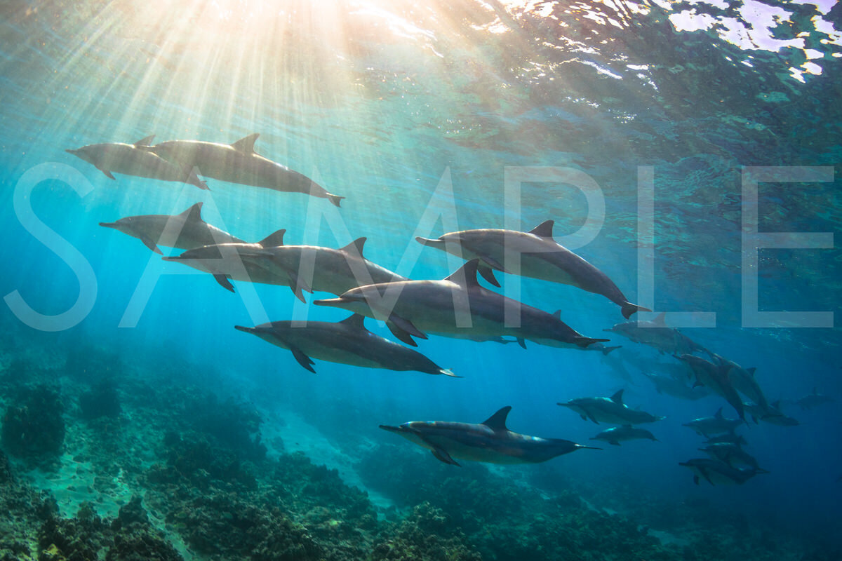 Out of the Blue I have photographed spinner dolphins hundreds of times before, but this was special. It was the clarity of the water and shallow depth plus the natural lighting that pierced the surface at that exact time of day