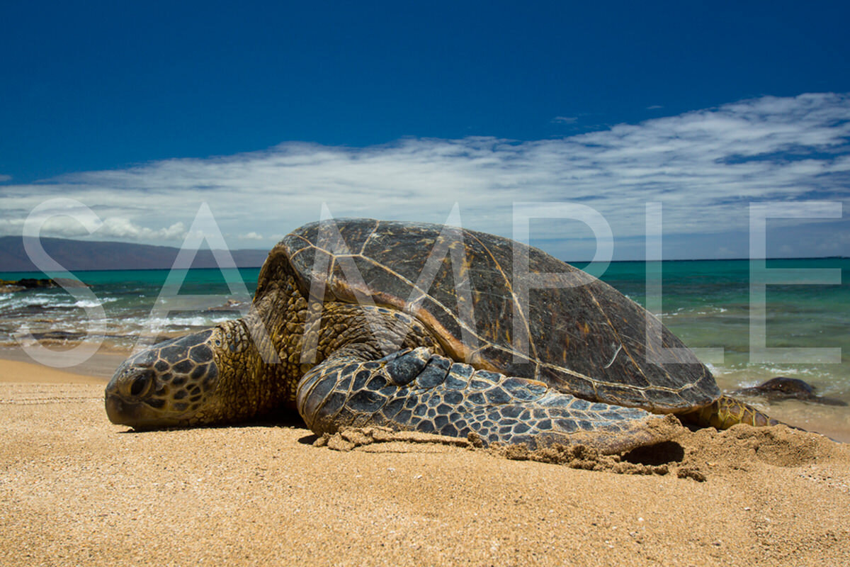 MAUI DREAMS Wonder what honus dream...