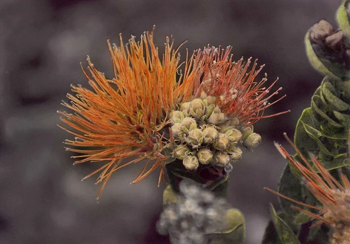 Orange Ohia Toni Parras.jpg