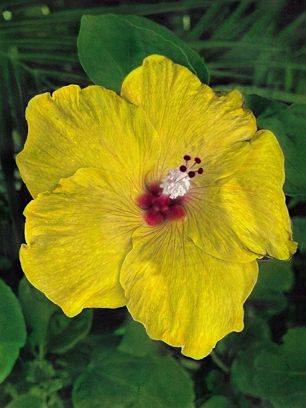 Yellow Hibiscus Red Heart Toni Parras.jpg