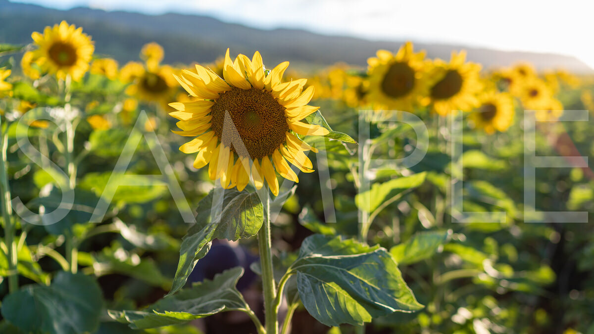 SUNSHINE Look for the good and you will always find it