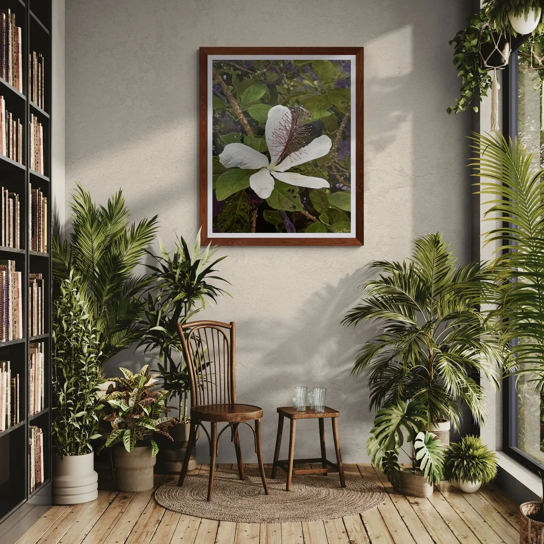 White Hawaiian Hibiscus Toni Parras.jpg