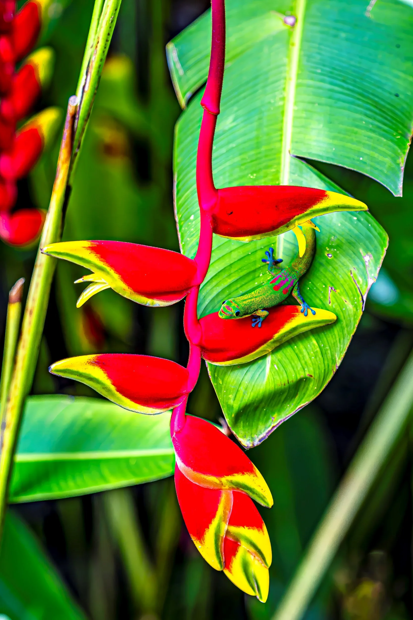 3 The Heliconia Jewel S.jpg