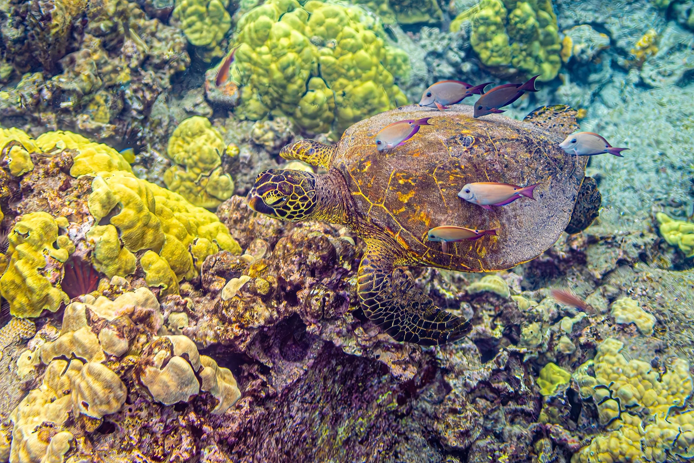 19 The Symbiotic Form S.jpg